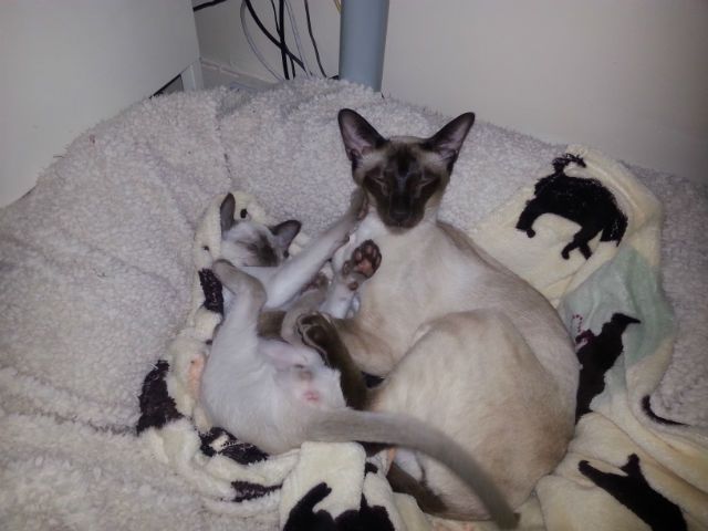 Small kittens needs a lot of sleep