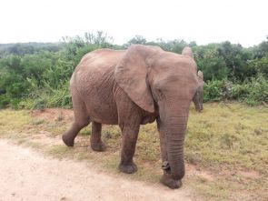 Cape of Storms to Addo Elephant National Park